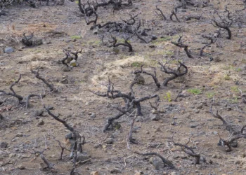 El Cabildo de Tenerife prorroga la declaración de emergencia hídrica hasta febrero de 2026
