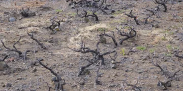 El Cabildo de Tenerife prorroga la declaración de emergencia hídrica hasta febrero de 2026