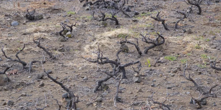 El Cabildo de Tenerife prorroga la declaración de emergencia hídrica hasta febrero de 2026