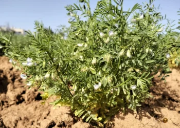Unas legumbres milenarias: El ADN corrobora el origen preshispánico de la lenteja canaria