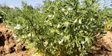 Unas legumbres milenarias: El ADN corrobora el origen preshispánico de la lenteja canaria