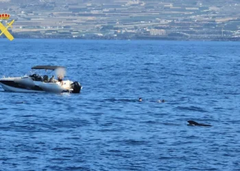Denuncian a siete turistas que se bañaron junto a un grupo de cetáceos en Tenerife