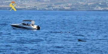 Denuncian a siete turistas que se bañaron junto a un grupo de cetáceos en Tenerife