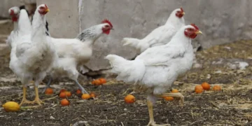 El confinamiento de aves de corral por gripe aviar afectará a casi 1.200 municipios de toda España