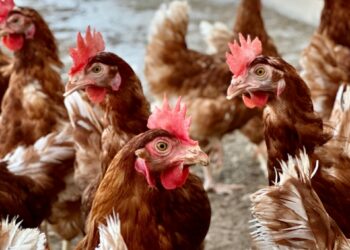 El Ministerio amplía el confinamiento de aves a todas las granjas del territorio español