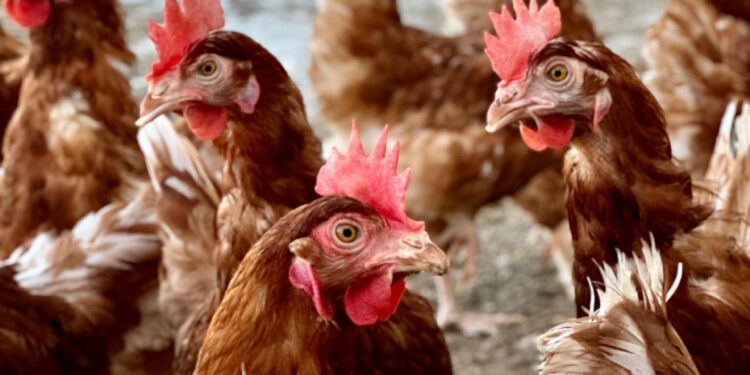 El Ministerio amplía el confinamiento de aves a todas las granjas del territorio español