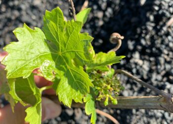El Gobierno de Canarias inicia las prospecciones de la filoxera en Lanzarote