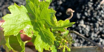 El Gobierno de Canarias inicia las prospecciones de la filoxera en Lanzarote