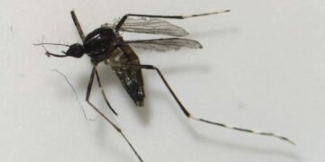 Sanidad informa de que no hay nuevos hallazgos de mosquitos invasores en Fuerteventura