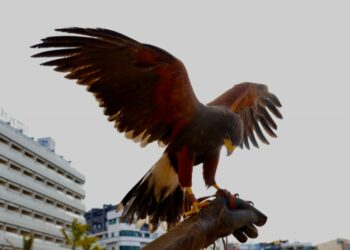 El Ayuntamiento pone en marcha un nuevo contrato de cetrería para controlar las palomas en la ciudad.