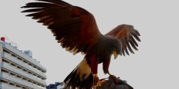 El Ayuntamiento pone en marcha un nuevo contrato de cetrería para controlar las palomas en la ciudad.