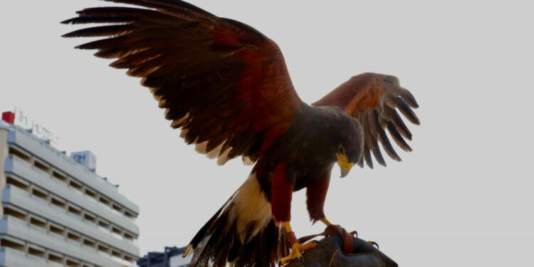 El Ayuntamiento pone en marcha un nuevo contrato de cetrería para controlar las palomas en la ciudad.