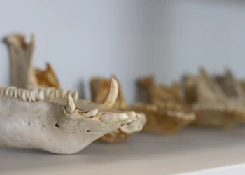 La ULPGC moderniza y da nueva ubicación a su laboratorio de arqueología, referente mundial