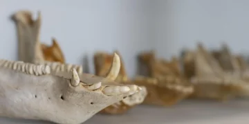 La ULPGC moderniza y da nueva ubicación a su laboratorio de arqueología, referente mundial