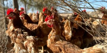 El Gobierno canario aclara que el confinamiento obligatorio de aves de cría se aplica a un único municipio canario