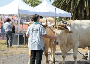 La III Semana Canaria de Juegos y Deportes Tradicionales refuerza las modalidades vinculadas al entorno rural