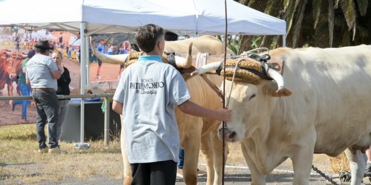La III Semana Canaria de Juegos y Deportes Tradicionales refuerza las modalidades vinculadas al entorno rural