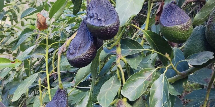 El Gobierno de Canarias convoca subvenciones por 4,2 M € para promover la contratación de seguros agrarios