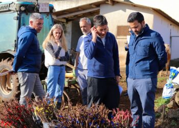 El Gobierno de Canarias inicia ensayos con patrones de vid resistentes a la filoxera