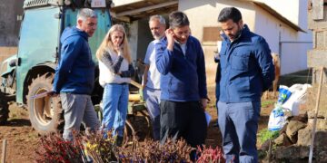 El Gobierno de Canarias inicia ensayos con patrones de vid resistentes a la filoxera