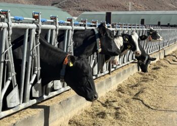 El Gobierno de Canarias convoca ayudas POSEI a la producción e industria láctea local por 13,4M €