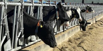 El Gobierno de Canarias convoca ayudas POSEI a la producción e industria láctea local por 13,4M €