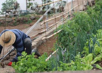 Agricultura traslada a la Inspección de Trabajo las singularidades laborales del campo canario