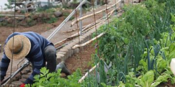 Agricultura traslada a la Inspección de Trabajo las singularidades laborales del campo canario