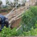 Agricultura traslada a la Inspección de Trabajo las singularidades laborales del campo canario