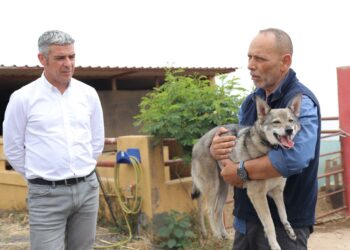 El Gobierno de Canarias y Amilobo avanzan en el reconocimiento del lobito herreño como raza autóctona