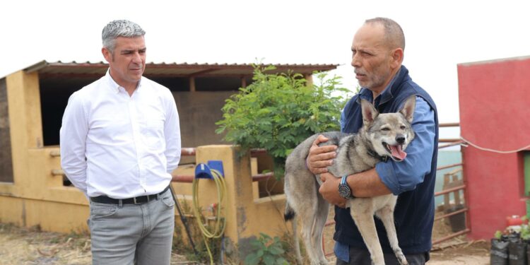 El Gobierno de Canarias y Amilobo avanzan en el reconocimiento del lobito herreño como raza autóctona