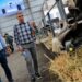 Las explotaciones ganaderas en Canarias se incrementaron en un 5,1% en 2025 respecto al año anterior