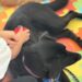 El Hospital Materno Infantil tiene en marcha el proyecto de terapia asistida con perros ‘Amigos con patas’