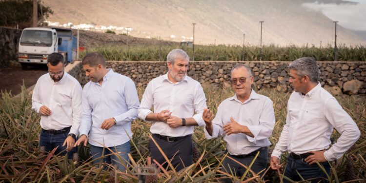 Clavijo reafirma el compromiso del Gobierno de Canarias con la recuperación de la piña tropical de El Hierro
