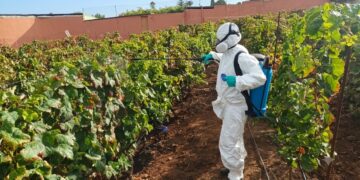 El Gobierno canario supera las prospecciones de filoxera previstas para la campaña 2026 con 4.435 inspecciones