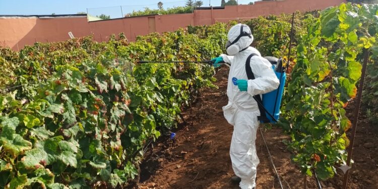 El Gobierno canario supera las prospecciones de filoxera previstas para la campaña 2026 con 4.435 inspecciones