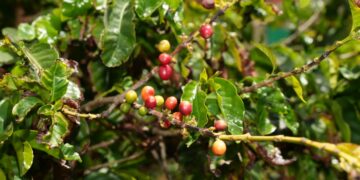 El Gobierno de Canarias eleva a la Comisión Europea el expediente para el registro de la IGP ‘Café de Agaete’
