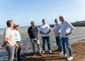 El Gobierno de Canarias entrega 45.822 plantas de piña a agricultores de El Hierro
