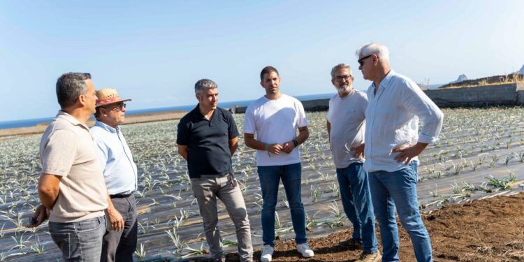 El Gobierno de Canarias entrega 45.822 plantas de piña a agricultores de El Hierro