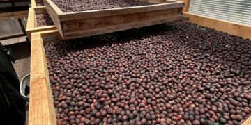 Las solicitudes de las IGP ‘Tomate Canario’ y ‘Café de Agaete’ inician una nueva fase de tramitación