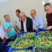 Cumbres de Abona, pionera en el cultivo del olivo en Canarias, afronta una nueva cosecha de AOVE