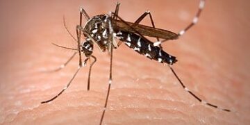 Sanidad informa de la detección de ejemplares de Aedes albopictus en la isla de La Gomera