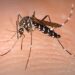 Sanidad informa de la detección de ejemplares de Aedes albopictus en la isla de La Gomera