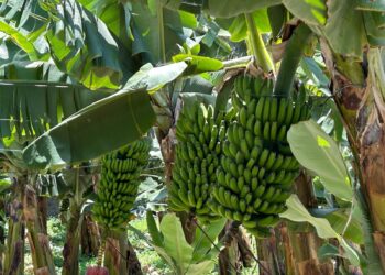 El Gobierno canario se reúne con las OPP para fomentar una mejor planificación de la oferta del Plátano de Canarias