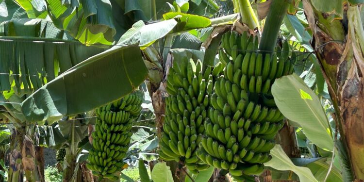 El Gobierno canario se reúne con las OPP para fomentar una mejor planificación de la oferta del Plátano de Canarias
