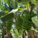El Gobierno canario se reúne con las OPP para fomentar una mejor planificación de la oferta del Plátano de Canarias
