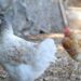 El Gobierno convoca las ayudas del POSEI a la producción local de huevos de gallina para la campaña 2026