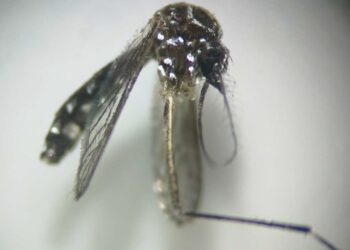 Sanidad informa de la detección de mosquitos de la especie Aedes aegypti en Gran Canaria