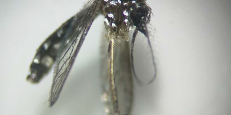 Sanidad informa de la detección de mosquitos de la especie Aedes aegypti en Gran Canaria