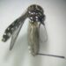 Sanidad informa de la detección de mosquitos de la especie Aedes aegypti en Gran Canaria